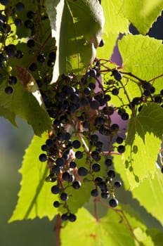 Abstract detail of a cultivated vine and grapes