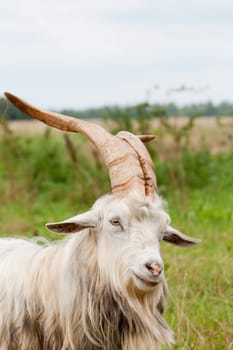 goat with big horns in the countryside