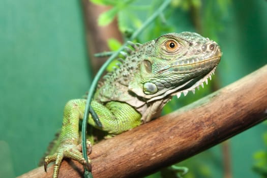 Reptile animal nature wildlife green iguana lizard