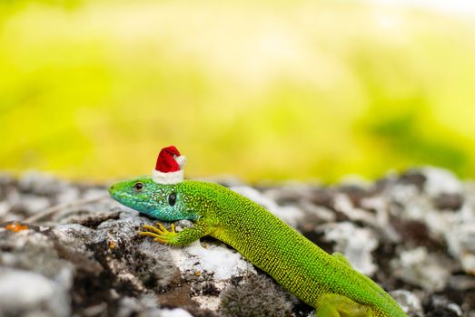 Chinese horoscope sign the little dragon, lizard in the Santa's cap