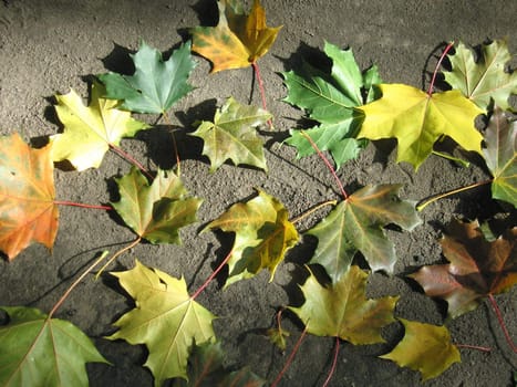 Yellow leaf nature color autumn image