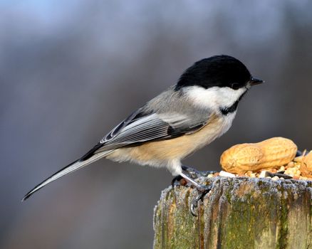 A black-capped chickadee perched on a post with bird seed and peanuts.