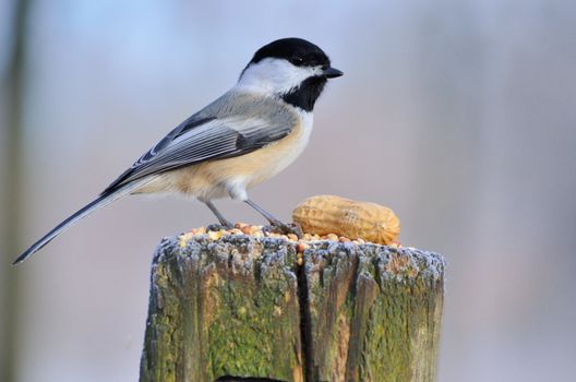 A black-capped chickadee perched on a post with bird seed and peanuts.