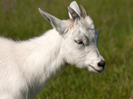 Cute white horned goat kid animal livestock mammal