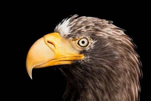 Wildlife animal nature flying prey bird bald eagle