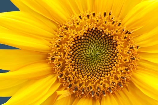 Single yellow nature color sunflower summer flower