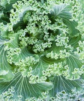 Fresh Cabbage (brassica oleracea) plant leaves