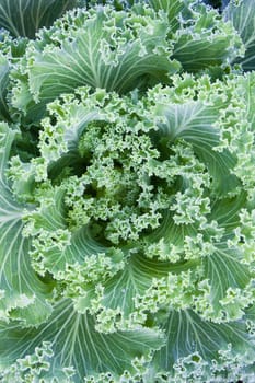 Fresh Cabbage (brassica oleracea) plant leaves