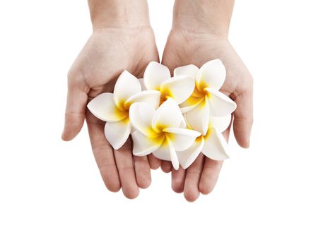 Female hands holding a full hand of plumerias flowers