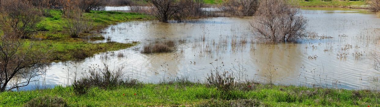 Trees and bushes standing in water during a spring high water