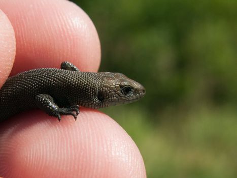 Animal nature reptile lizard on green wildlife