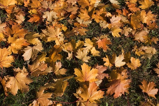 Yellow leaf nature color autumn image