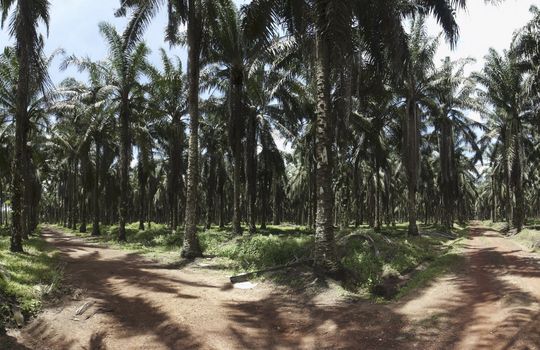 Panoramic view inside a palm oil trees plantation in Johor Malaysia