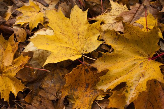 Yellow leaf nature color autumn image