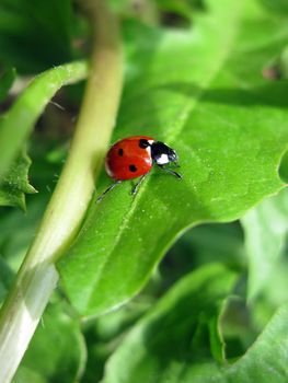 Insect beetle nature macro on green background