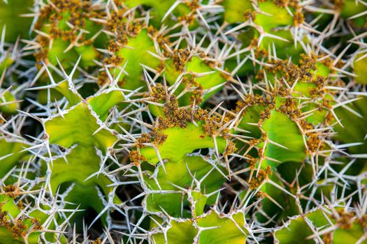 Exotic plants. Close-up of a prickly cactus