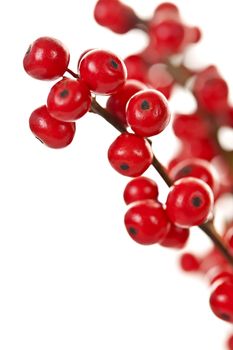 Winterberry Christmas branches with red holly berries