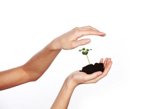  plant in the women hands on a white background