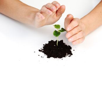 young plant cover their hands on a white background