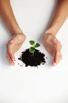 young plant cover their hands on a white background