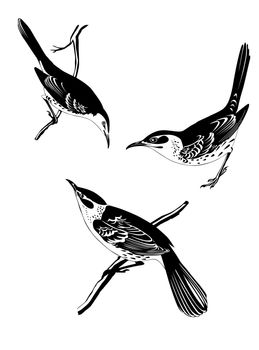 thrush silhouette on white background
