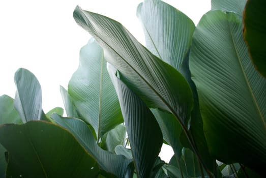 Green leaf in the garden