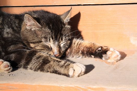 sleeping cat on brown board