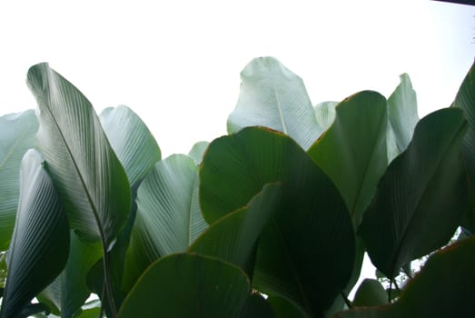 Green leaf in the garden