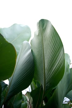 Green leaf in the garden