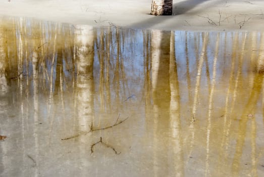 Melting snow and ice over birch forest. Tree trunk and reflections on water.