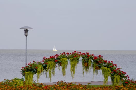 Flowers blooming in a garden park near the lake. Sailing boat in the distance.