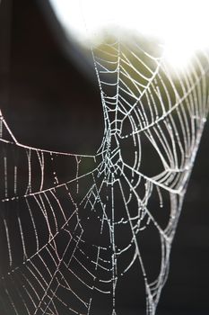 Morning dew on spider web beauty macro pattern