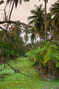 Banana tree and coconut tree in the farm