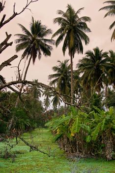 Banana tree and coconut tree in the farm