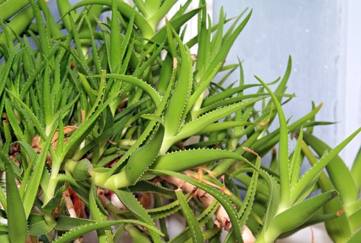 green aloe on winter window