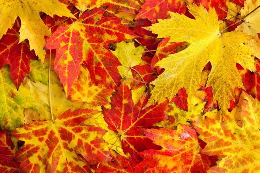 Autumn maple leaves as bright colorful background
