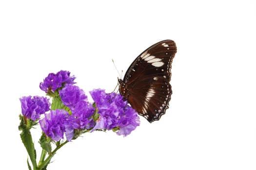 hypolimnas bolina on violet flower close up