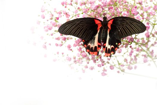 Papilio rumanzovia  on the flowers