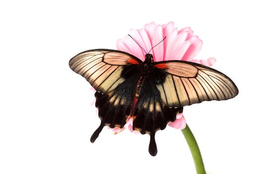 Papilio Lovii  on the flowers