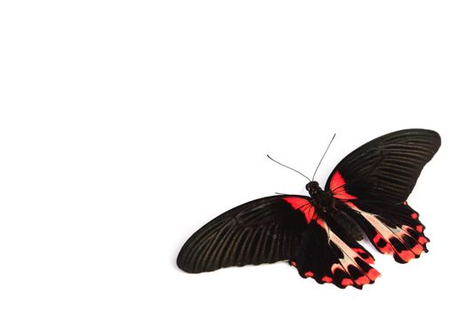 Papilio rumanzovia  isolated on white