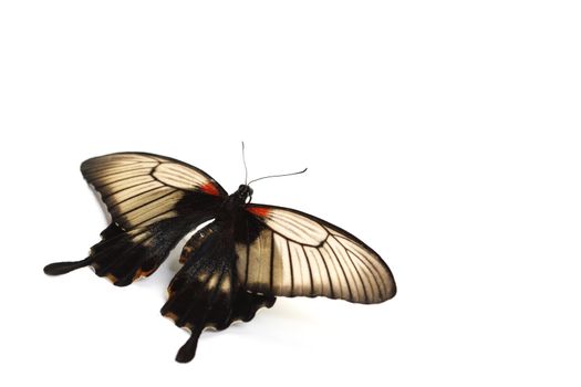 Papilio Lovii  isolated on white