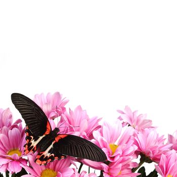 Papilio rumanzovia  on the flowers