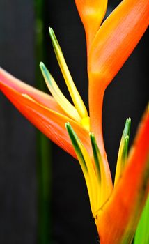 detail of a pink Heliconia Psittacorum flower with black backgroound