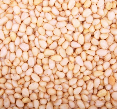 Pine nuts can use as background 