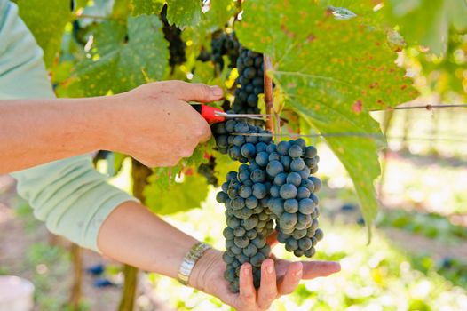 Woman cutting blue grapes with scissors, taken in danube valley