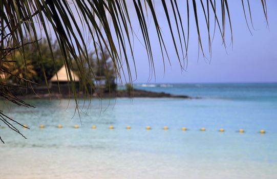 Tropical beach with palm tree. Mauritius