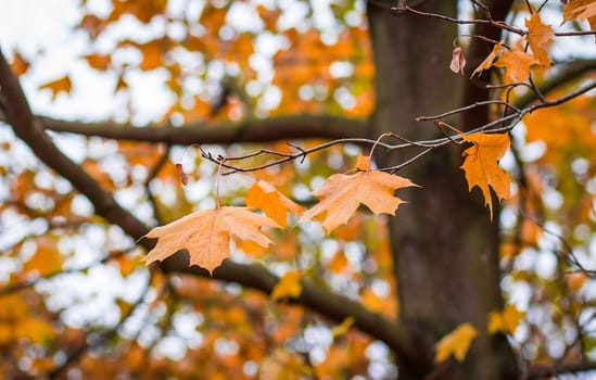 Orange autumn maple leaves with shallow focus background 