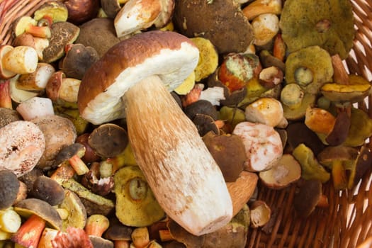 detail of boletus and fresh autumn mushroom founded in forest