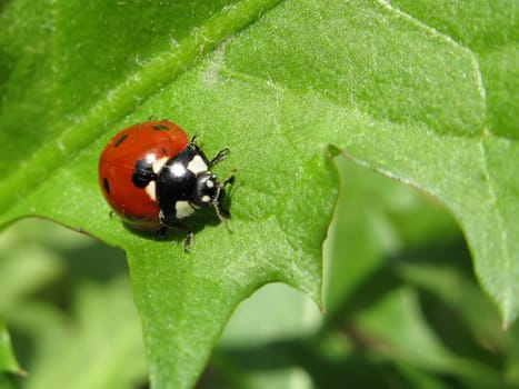 Insect beetle nature macro on green background