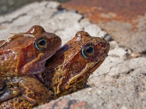 Frog animal amphibian on nature with eye close-up